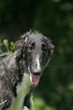 BARZOI 186